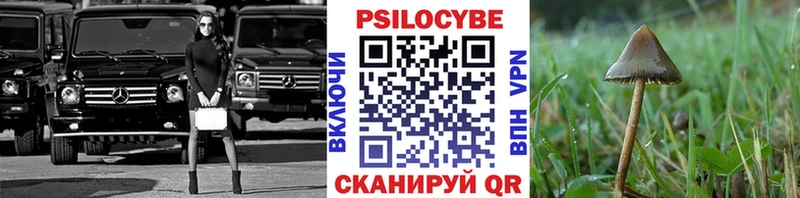 где можно купить   Краснозаводск  Псилоцибиновые грибы мицелий 